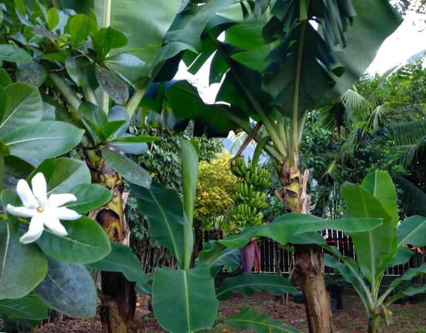 Fare Haurevaiti Moorea Paopao Exterior foto