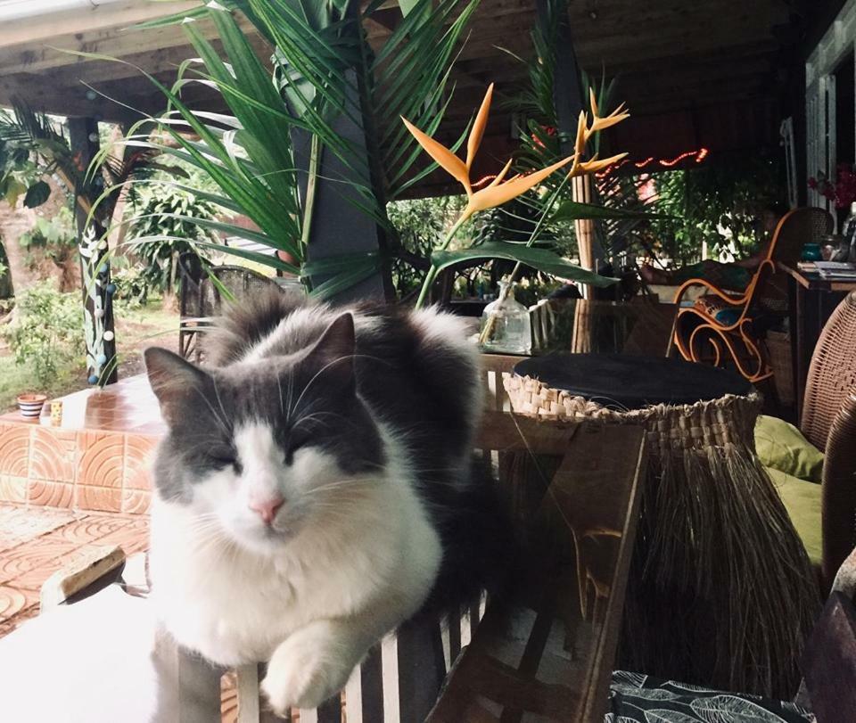 Fare Haurevaiti Moorea Paopao Exterior foto